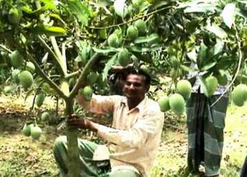 বরেন্দ্র অঞ্চলে আমের বাম্পার ফলন